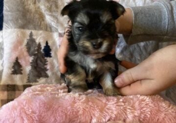 Morkie’s Male and Female available