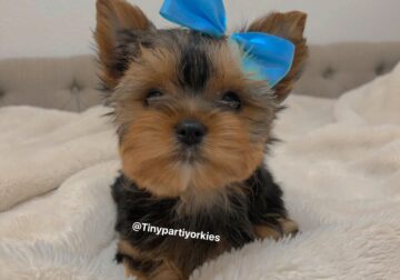 Adorable yorkie male#2💙