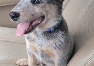 Red and Blue Heeler males.