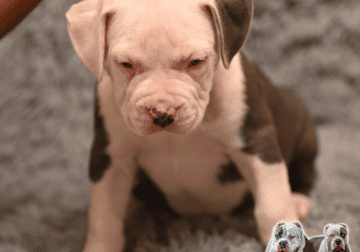 Biggest XXL Bully Puppies Premium ABKC – UKC Gotti