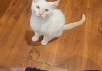 Ginger Siamese Cat 1year for se