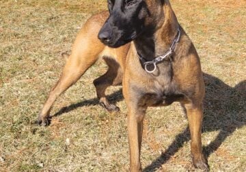 Belgian Malinois pups for sale