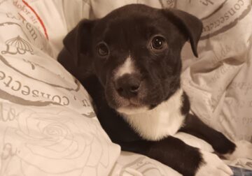 Mix pit lab puppy for free