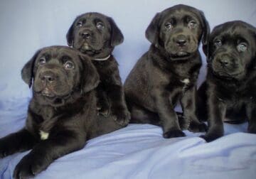 AKC English Labrador Retrievers, Black, males