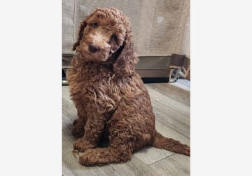 AKC registered Standard poodle puppies