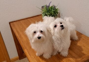 AKC Purebred Maltese Puppies