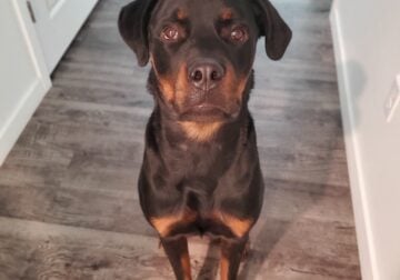 Young male purebred American Rottweiler