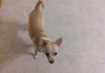 Purbread Chihuahua