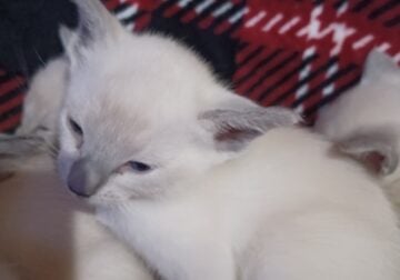 Beautiful and love Siamese kittens