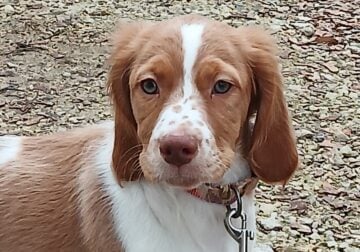 AKC,HOF LINES MALE BRITTANY 15wks / Rooster/ Roo