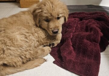 9 Week old Golden Retriever Puppy