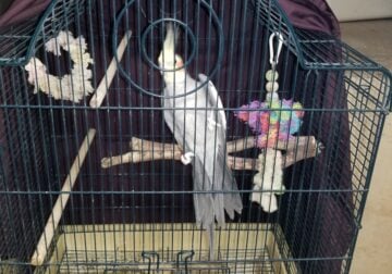 Young male gray cockatiel needs rehoming