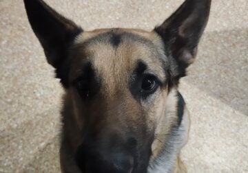 Young German Shepard For Adoption