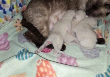 Siamese kittens – purebred Traditional Applehead