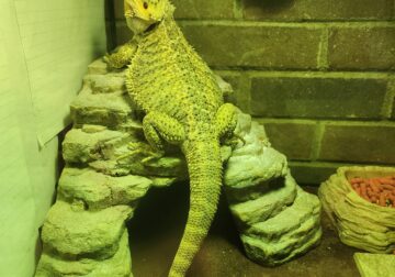 Bearded Dragon with tank and accessories