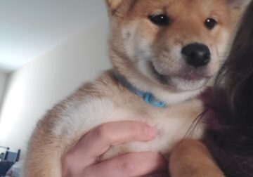 Shiba inu blue collar (male)