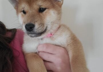 Shiba Inu Pink collar (female)