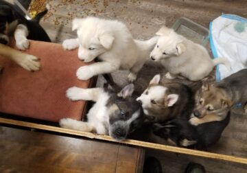 6 Husky mix pups available soon