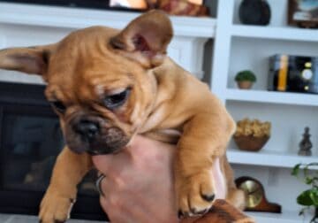 Frenchton Puppy “Lucy”