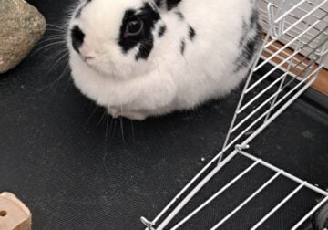 Bunny in need of rehome with enclosure and supplie