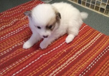 Pomsky/Pomeranian puppy