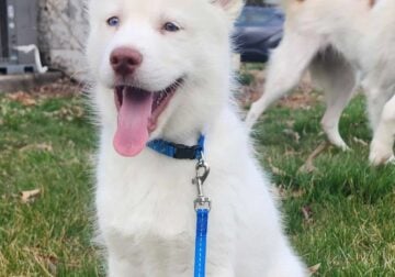 Snowball, the White husky puppy