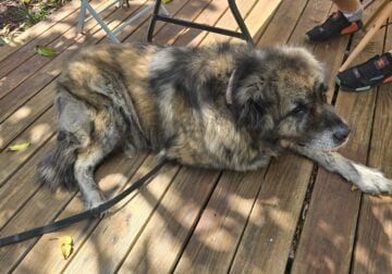 Caucasian Shepherd is looking for a new home