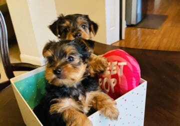 Yorkshire Terrier just in time for Valentine’s Day