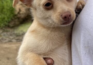 “Tito” Male Chihuahua