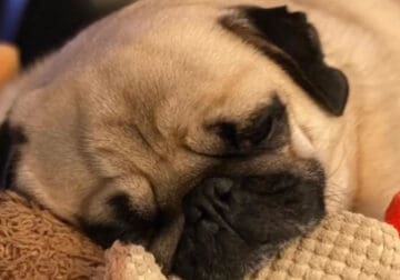 Looking for an adult Pug age 1-4 years old