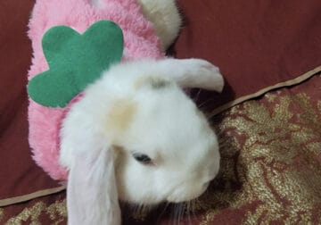 Dutch Bunny For Sale