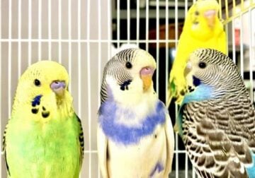 Fancy Mutation Baby Budgies – ready to leave