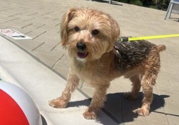Free Yorkshire Terrier needs loving home