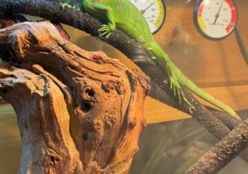 Green Iguana, 8 months, fully set-up tank included
