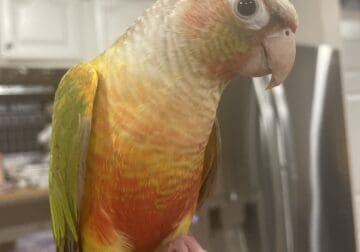 $500 Pineapple Conure/ 9 month old male
