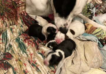 Pitbull and Doberman blue heeler puppies for sale