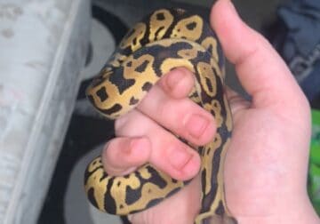 Pastel Leopard Ball Python