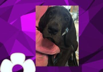 Great Dane female puppies REDUCED PRICE