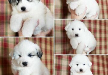 Purebred Great Pyrenees Puppies: Livestock Dogs