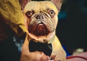 Frenchie male Not fixed