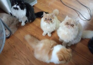persian kittens 4 months old