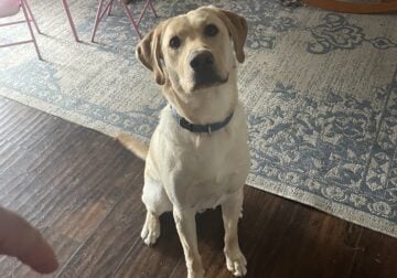 For Sale Yellow Labrador Retriever (Buster) $1000