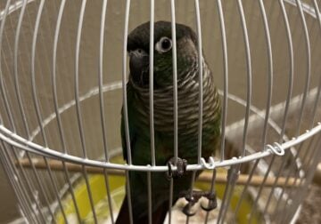A friendly 1 year old Green Cheek Conure and cage