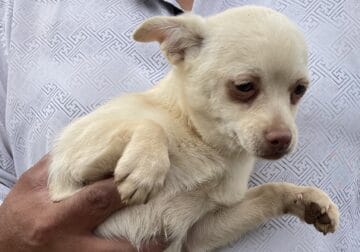 “ Chico” Male Chihuahua