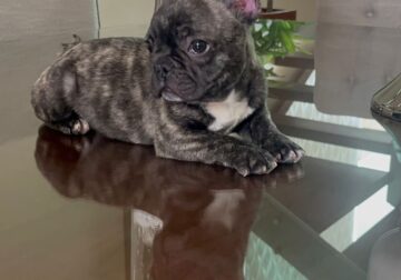 Frenchie / male micro