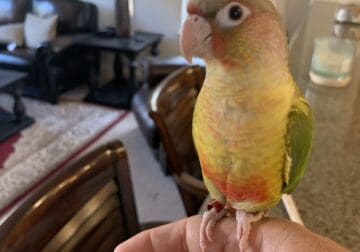 African CONUER baby parrot for sale