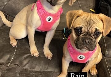 Looking for their Forever Home! French Pugs!