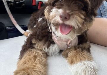 ESA Mini Aussiedoodle female for rehoming