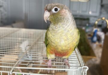PINEAPPLE CONURE female 5 years old