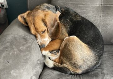 Loving Beagle boy is looking for new home